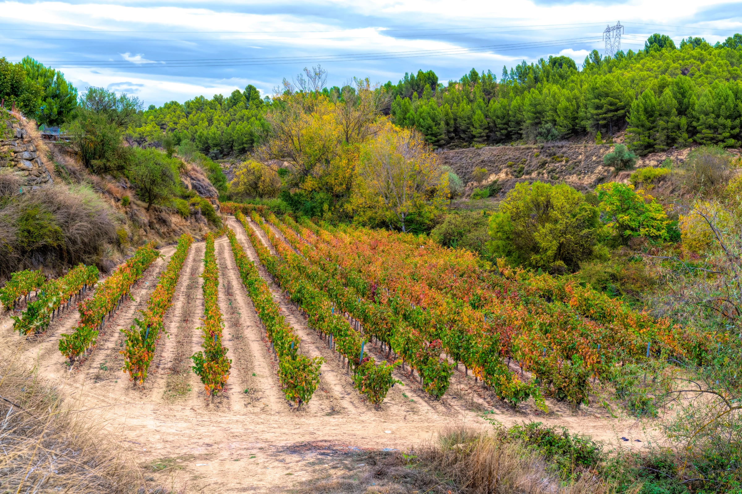 Elciego[1].webp